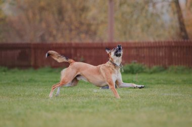 Köpek frizbisi. Köpek uçan disk yakalıyor, evcil hayvan parkta oynuyor. Spor müsabakası, spor başarısı