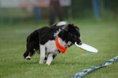 Köpek frizbisi. Köpek uçan disk yakalıyor, evcil hayvan parkta oynuyor. Spor müsabakası, spor başarısı