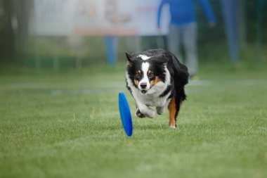 Köpek frizbisi. Köpek uçan disk yakalıyor, evcil hayvan parkta oynuyor. Spor müsabakası, spor başarısı