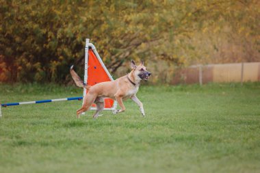 Köpek frizbisi. Köpek uçan disk yakalıyor, evcil hayvan parkta oynuyor. Spor müsabakası, spor başarısı