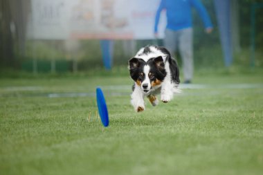 Köpek frizbisi. Köpek uçan disk yakalıyor, evcil hayvan parkta oynuyor. Spor müsabakası, spor başarısı