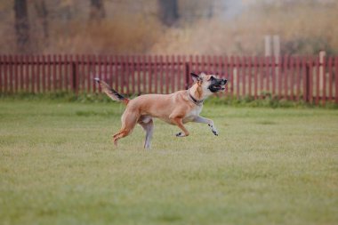 Köpek frizbisi. Köpek uçan disk yakalıyor, evcil hayvan parkta oynuyor. Spor müsabakası, spor başarısı