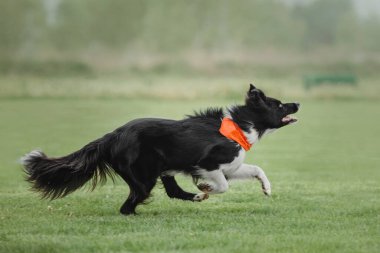 Köpek frizbisi. Köpek uçan disk yakalıyor, evcil hayvan parkta oynuyor. Spor müsabakası, spor başarısı
