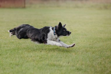 Köpek frizbisi. Köpek uçan disk yakalıyor, evcil hayvan parkta oynuyor. Spor müsabakası, spor başarısı