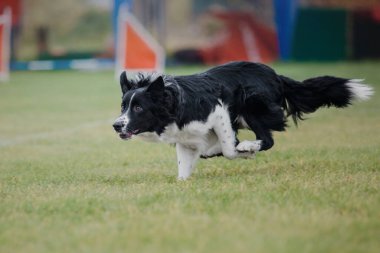 Köpek frizbisi. Köpek uçan disk yakalıyor, evcil hayvan parkta oynuyor. Spor müsabakası, spor başarısı