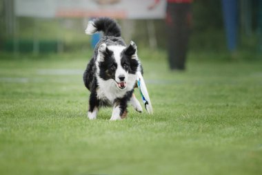 Köpek frizbisi. Köpek uçan disk yakalıyor, evcil hayvan parkta oynuyor. Spor müsabakası, spor başarısı