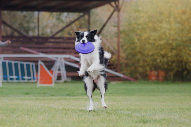 Köpek frizbisi. Köpek uçan disk yakalıyor, evcil hayvan parkta oynuyor. Spor müsabakası, spor başarısı