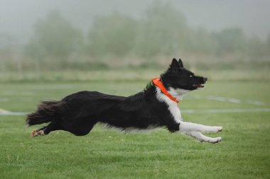 Köpek frizbisi. Köpek uçan disk yakalıyor, evcil hayvan parkta oynuyor. Spor müsabakası, spor başarısı