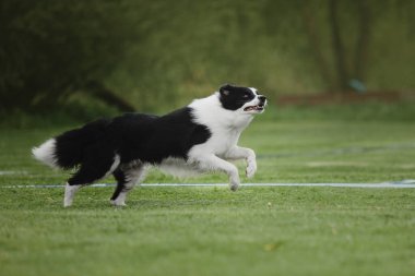 Köpek frizbisi. Köpek uçan disk yakalıyor, evcil hayvan parkta oynuyor. Spor müsabakası, spor başarısı