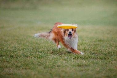 Köpek frizbisi. Köpek uçan disk yakalıyor, evcil hayvan parkta oynuyor. Spor müsabakası, spor başarısı