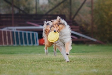 Köpek frizbisi. Köpek uçan disk yakalıyor, evcil hayvan parkta oynuyor. Spor müsabakası, spor başarısı