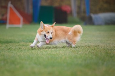 Köpek frizbisi. Köpek uçan disk yakalıyor, evcil hayvan parkta oynuyor. Spor müsabakası, spor başarısı