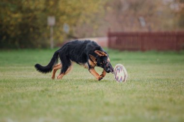 Köpek frizbisi. Köpek uçan disk yakalıyor, evcil hayvan parkta oynuyor. Spor müsabakası, spor başarısı