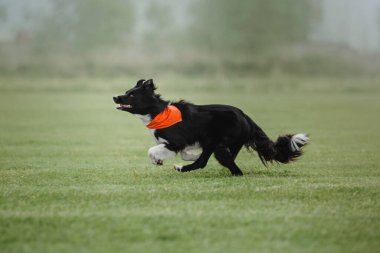 Köpek frizbisi. Köpek uçan disk yakalıyor, evcil hayvan parkta oynuyor. Spor müsabakası, spor başarısı