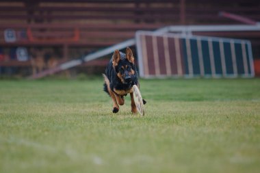 Köpek frizbisi. Köpek uçan disk yakalıyor, evcil hayvan parkta oynuyor. Spor müsabakası, spor başarısı