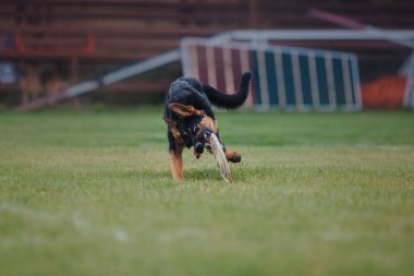 Köpek frizbisi. Köpek uçan disk yakalıyor, evcil hayvan parkta oynuyor. Spor müsabakası, spor başarısı
