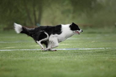 Köpek frizbisi. Köpek uçan disk yakalıyor, evcil hayvan parkta oynuyor. Spor müsabakası, spor başarısı