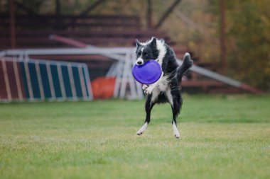 Köpek frizbisi. Köpek uçan disk yakalıyor, evcil hayvan parkta oynuyor. Spor müsabakası, spor başarısı