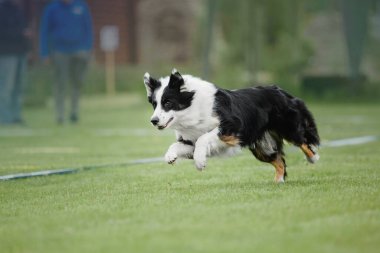 Köpek frizbisi. Köpek uçan disk yakalıyor, evcil hayvan parkta oynuyor. Spor müsabakası, spor başarısı