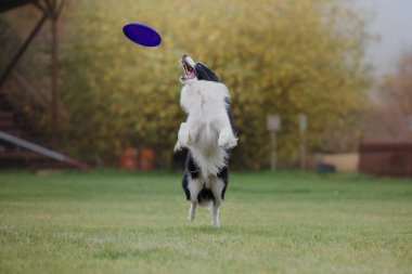 Köpek frizbisi. Köpek uçan disk yakalıyor, evcil hayvan parkta oynuyor. Spor müsabakası, spor başarısı