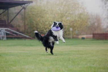 Köpek frizbisi. Köpek uçan disk yakalıyor, evcil hayvan parkta oynuyor. Spor müsabakası, spor başarısı
