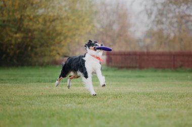 Köpek frizbisi. Köpek uçan disk yakalıyor, evcil hayvan parkta oynuyor. Spor müsabakası, spor başarısı