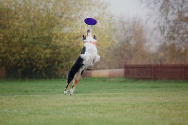 Köpek frizbisi. Köpek uçan disk yakalıyor, evcil hayvan parkta oynuyor. Spor müsabakası, spor başarısı