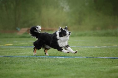 Köpek frizbisi. Köpek uçan disk yakalıyor, evcil hayvan parkta oynuyor. Spor müsabakası, spor başarısı