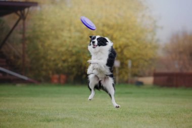 Köpek frizbisi. Köpek uçan disk yakalıyor, evcil hayvan parkta oynuyor. Spor müsabakası, spor başarısı