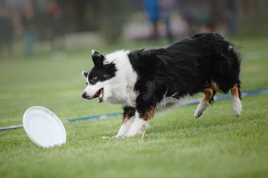 Köpek frizbisi. Köpek uçan disk yakalıyor, evcil hayvan parkta oynuyor. Spor müsabakası, spor başarısı