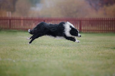 Köpek frizbisi. Köpek uçan disk yakalıyor, evcil hayvan parkta oynuyor. Spor müsabakası, spor başarısı