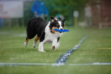 Köpek frizbisi. Köpek uçan disk yakalıyor, evcil hayvan parkta oynuyor. Spor müsabakası, spor başarısı