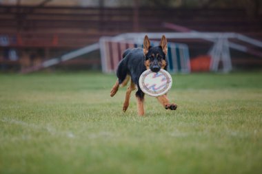 Köpek frizbisi. Köpek uçan disk yakalıyor, evcil hayvan parkta oynuyor. Spor müsabakası, spor başarısı