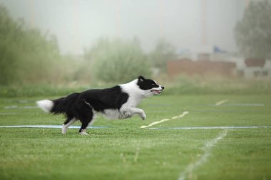 Köpek frizbisi. Köpek uçan disk yakalıyor, evcil hayvan parkta oynuyor. Spor müsabakası, spor başarısı