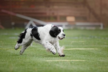 Köpek frizbisi. Köpek uçan disk yakalıyor, evcil hayvan parkta oynuyor. Spor müsabakası, spor başarısı