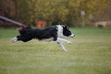 Köpek frizbisi. Köpek uçan disk yakalıyor, evcil hayvan parkta oynuyor. Spor müsabakası, spor başarısı