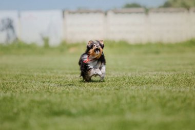 Köpek frizbisi. Köpek uçan disk yakalıyor, evcil hayvan parkta oynuyor. Spor müsabakası, spor başarısı