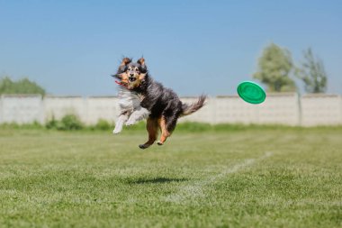 Köpek frizbisi. Köpek uçan disk yakalıyor, evcil hayvan parkta oynuyor. Spor müsabakası, spor başarısı