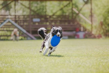 Köpek frizbisi. Köpek uçan disk yakalıyor, evcil hayvan parkta oynuyor. Spor müsabakası, spor başarısı