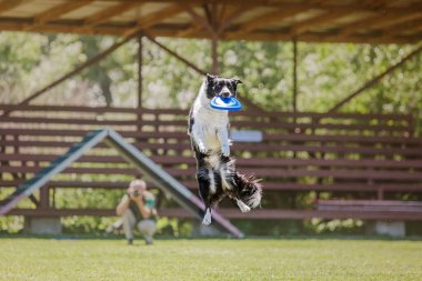 Köpek frizbisi. Köpek uçan disk yakalıyor, evcil hayvan parkta oynuyor. Spor müsabakası, spor başarısı