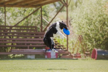 Köpek frizbisi. Köpek uçan disk yakalıyor, evcil hayvan parkta oynuyor. Spor müsabakası, spor başarısı