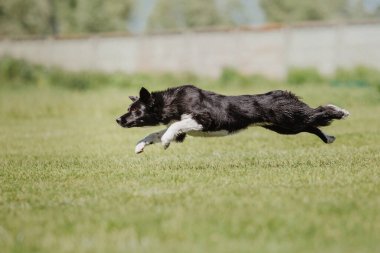 Köpek frizbisi. Köpek uçan disk yakalıyor, evcil hayvan parkta oynuyor. Spor müsabakası, spor başarısı