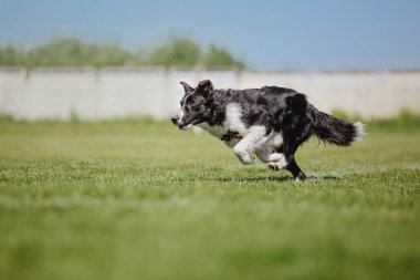 Köpek frizbisi. Köpek uçan disk yakalıyor, evcil hayvan parkta oynuyor. Spor müsabakası, spor başarısı