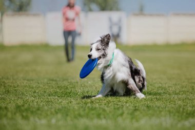 Köpek frizbisi. Köpek uçan disk yakalıyor, evcil hayvan parkta oynuyor. Spor müsabakası, spor başarısı