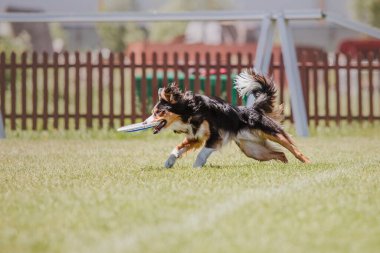 Köpek frizbisi. Köpek uçan disk yakalıyor, evcil hayvan parkta oynuyor. Spor müsabakası, spor başarısı