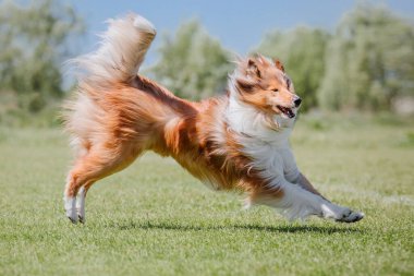 Köpek frizbisi. Köpek uçan disk yakalıyor, evcil hayvan parkta oynuyor. Spor müsabakası, spor başarısı