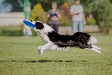 Köpek frizbisi. Köpek uçan disk yakalıyor, evcil hayvan parkta oynuyor. Spor müsabakası, spor başarısı