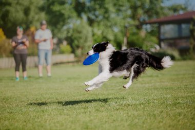 Köpek frizbisi. Köpek uçan disk yakalıyor, evcil hayvan parkta oynuyor. Spor müsabakası, spor başarısı