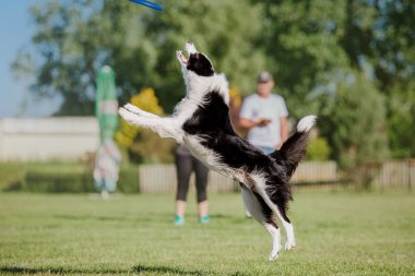 Köpek frizbisi. Köpek uçan disk yakalıyor, evcil hayvan parkta oynuyor. Spor müsabakası, spor başarısı