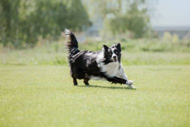 Köpek frizbisi. Köpek uçan disk yakalıyor, evcil hayvan parkta oynuyor. Spor müsabakası, spor başarısı